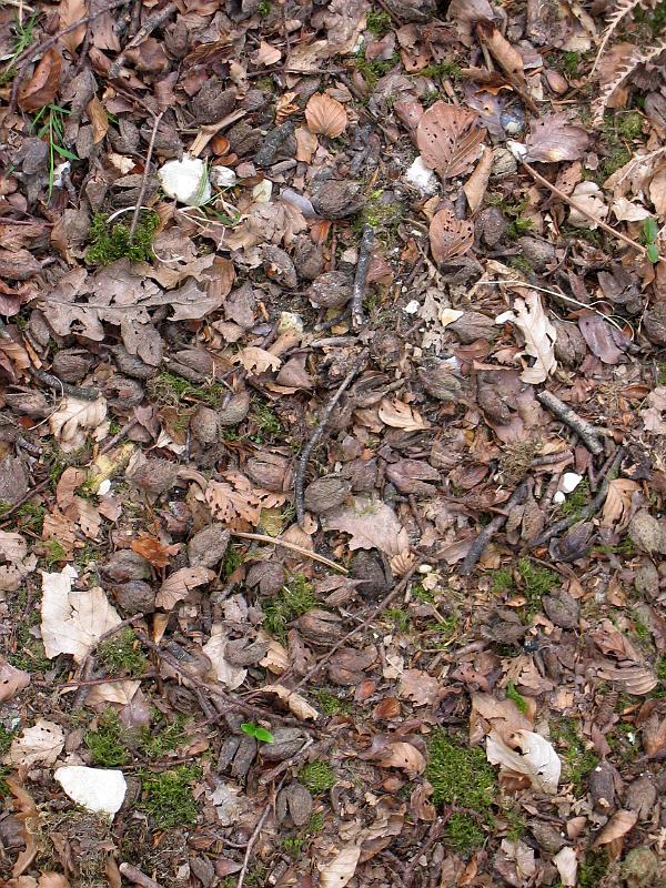 Forest floor under beech tree